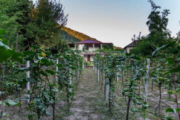 Фото Гостевой дом Guest House Gardenia &amp; Wine Cellar г. Лагодехи 5